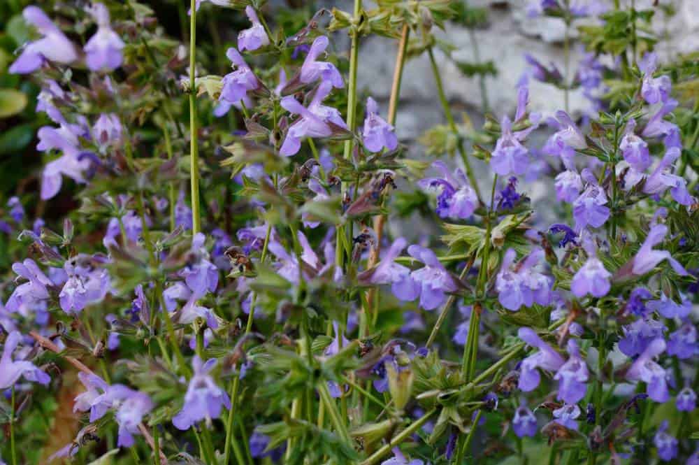 Sauge à feuilles de lavande (Salvia lavandulifolia), couvre-sol aromatique pour jardin méditerranéen sans arrosage