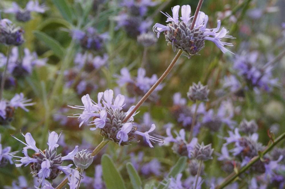 Sauge 'Allen Chickering' (Salvia clevelandii), vivace aromatique pour jardin méditerranéen sans arrosage