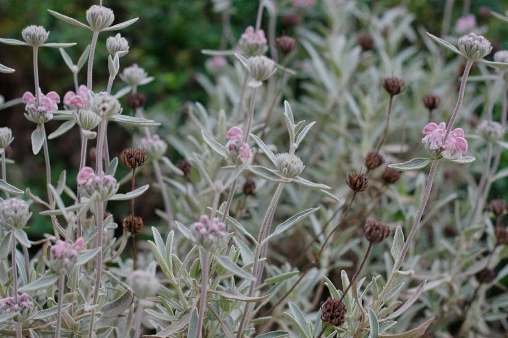 Sauge de Jérusalem pourpre (Phlomis purpurea), vivace pour jardin méditerranéen sans arrosage