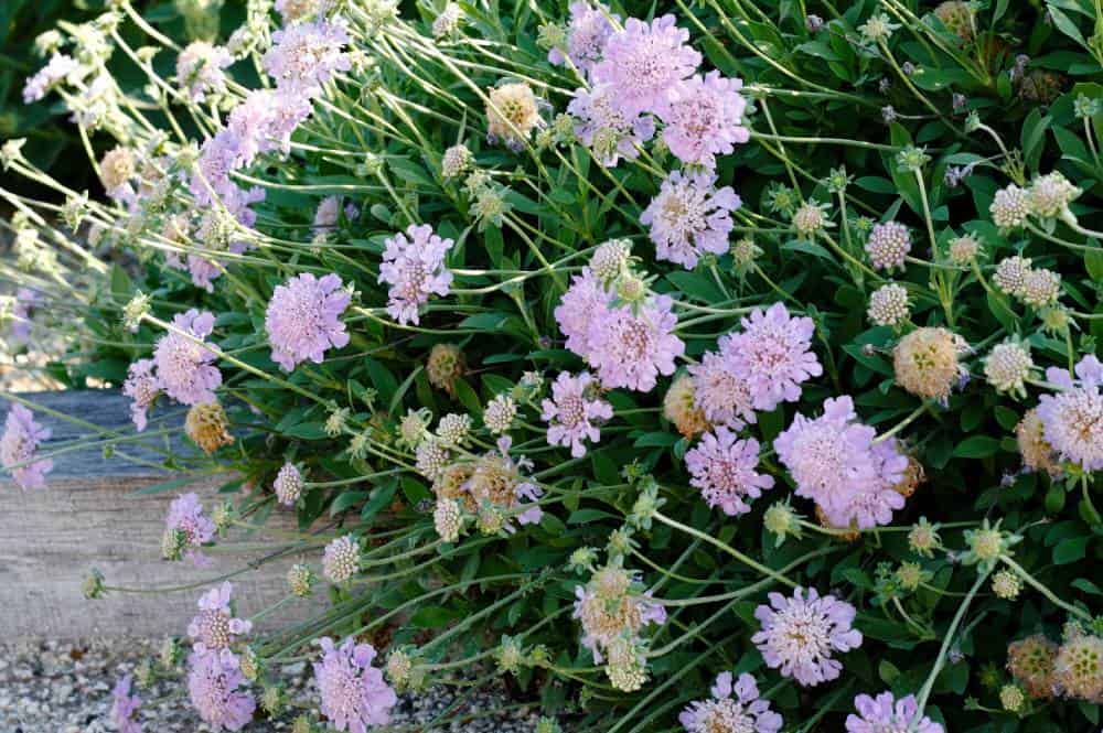 Scabieuse arbustive (Lomelosia cretica), couvre-sol fleuri pour jardin méditerranéen sans arrosage