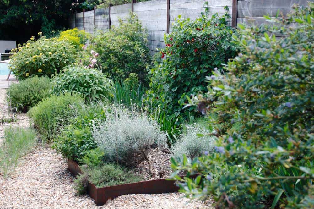 Scène de jardin sec méditerranéen : massif de végétaux résistants à la sécheresse