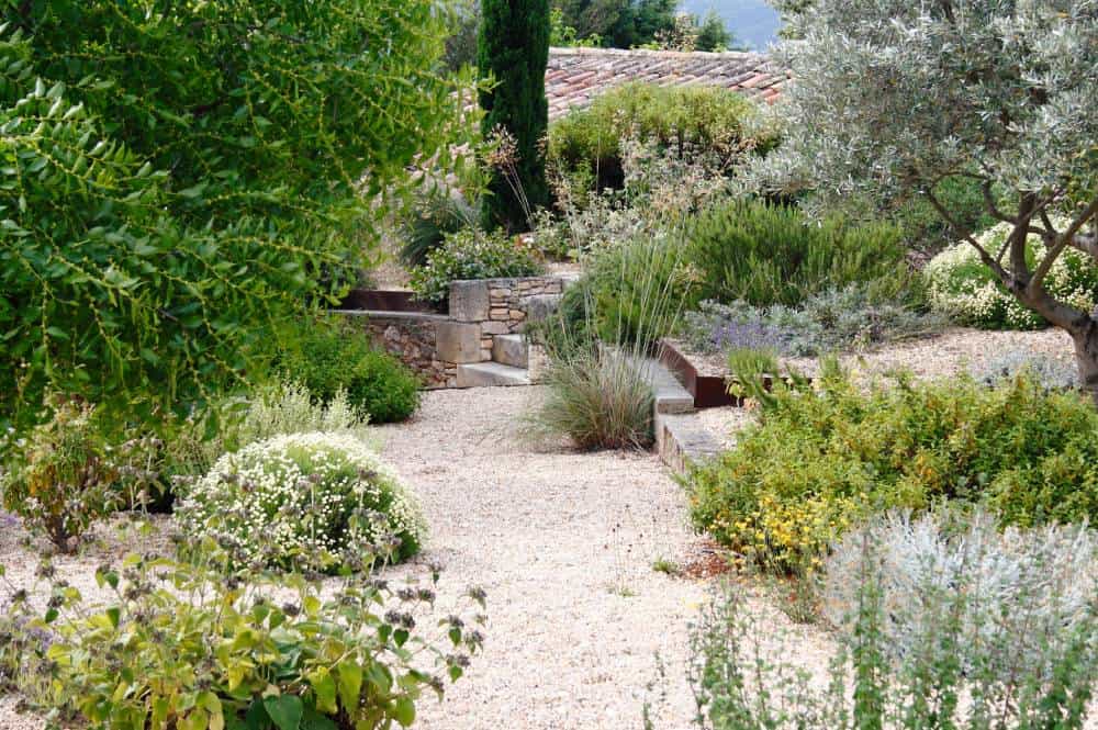 Scène de jardin sec méditerranéen : allée en gravier bordée de végétaux sans arrosage