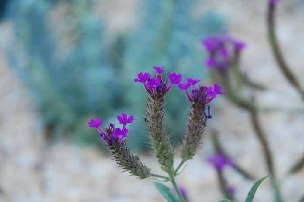 Verveine rugueuse (Verbena rigida), couvre-sol pour jardin méditerranéen sans arrosage