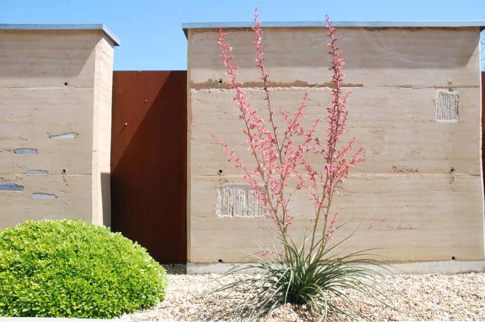 Yucca rouge (Hesperaloe parviflora), vivace graphique pour jardin méditerranéen sans arrosage
